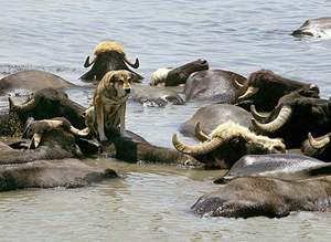 ����2007��ţƤϯ�r(ji��)��Ҫ�q