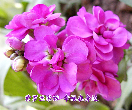 ���_�m�Ҽ��Ҹ�����߅