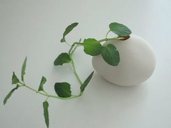 �Gɫֲ���b�c����