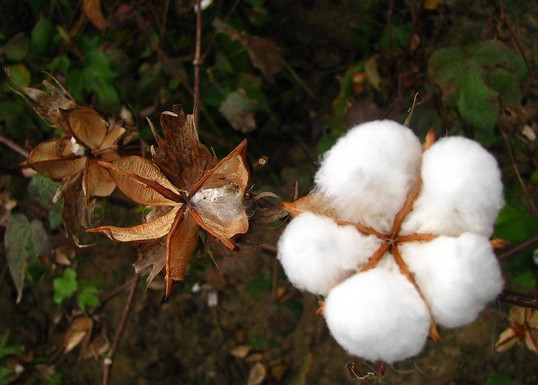 ���Ұl(f��)��2014���޻�Ŀ�˃r��