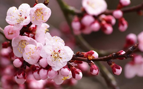 ���z�Ҽ������з۲ʡ��y�� �c����s��