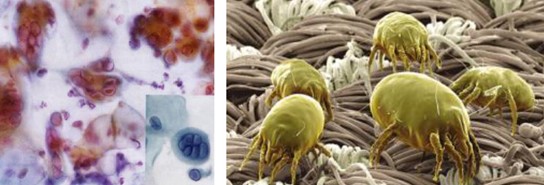 ����˯����ه��Violet���C(j��)�Ҽ�