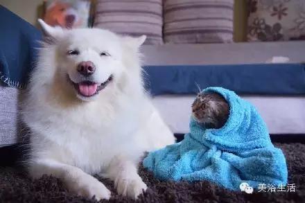 ��ԡ���ë�����Ԍ�����ë��Ҳ�����v����