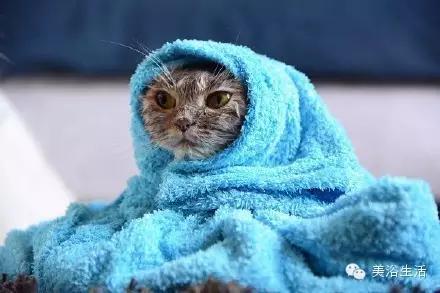 ��ԡ���ë�����Ԍ�����ë��Ҳ�����v����