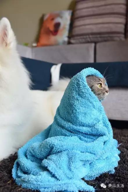 ��ԡ���ë�����Ԍ�����ë��Ҳ�����v����