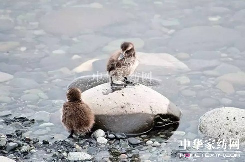 ������27�f�I�²���Ҽ�"����"��"����"��