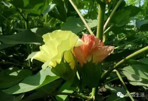 ��ԡ����Ƶ�Ĵ�����ë����ԡ���ʲô���ǰ�ɫ�ģ�