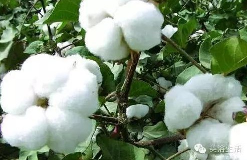 ��ԡ����Ƶ�Ĵ��Σ�ë����ԡ���ʲô���ǰ�ɫ����