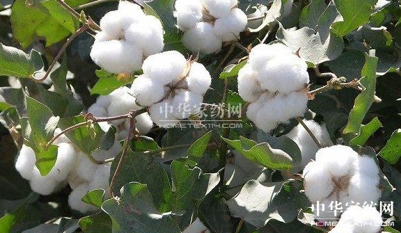 ��ԡ����������������Ļ�--�޻���