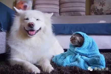 ��ԡ���ë�����Ԍ�����ë��Ҳ�����v����