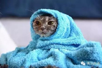 ��ԡ���ë�����Ԍ��ͣ�ë��Ҳ�����v����