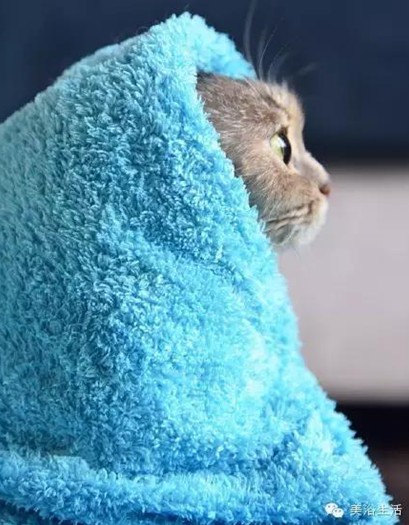 ��ԡ���ë�����Ԍ�����ë��Ҳ�����v����