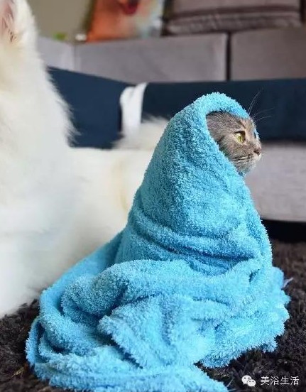 ��ԡ���ë�����Ԍ�����ë��Ҳ�����v����