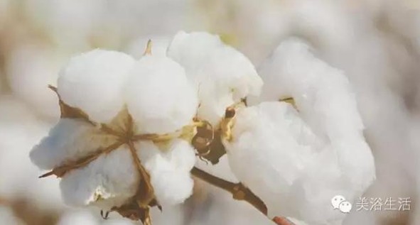 ��ԡ���Փһ�lë�����������B(y��ng)��