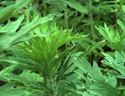 ���ľӼ�����ٛ(z��ng)���x�Ҽ����������B(y��ng)����