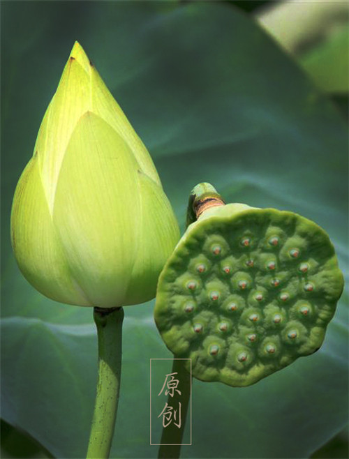 Ϧ��������