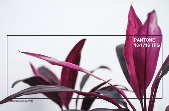 �҃ȼ���Ʒ�OӋƫ��2019�ﶬ����ɫ�������ʼt