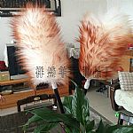 ��Ϫ�坍���m��ë�������_(t��i)��ë�������l(f��)